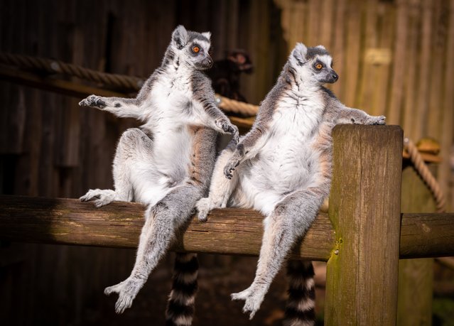 A pair of ring-tailed lemurs relax at Drusilla’s Zoo in Alfriston, East Sussex, UK in the last decade of February 2025, marking 100 years since the first lemurs arrived at what was then Drusilla’s tea rooms. (Photo by Jon Santa Cruz/The Times)