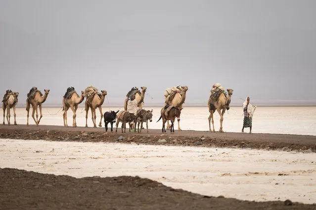 Miners with their camels and donkeys. (Photo by Joel Santos/Barcroft Images)