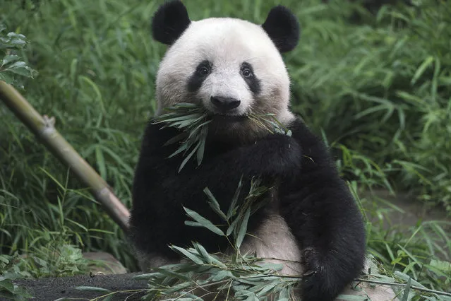 The 3-year old panda cub Xiang Xiang is seen at the reopened Ueno Zoo in Tokyo Tuesday, June 23, 2020. Hundreds of Tokyo residents flocked to Ueno zoo on Tuesday after it reopened for the first time since it closed in February due to coronavirus restrictions. (Photo by Eugene Hoshiko/AP Photo)