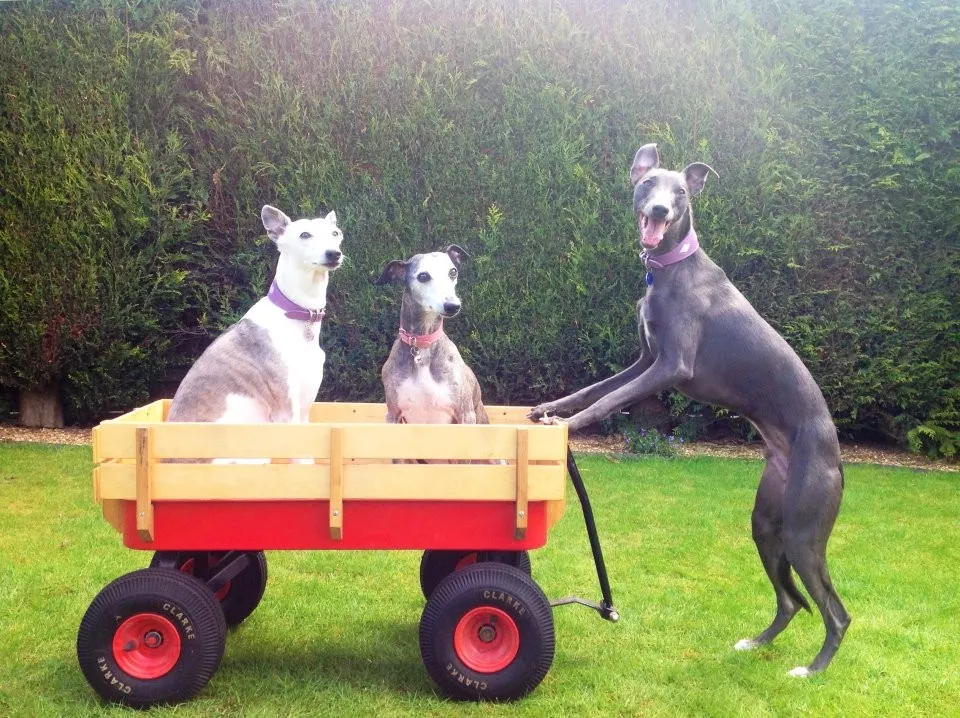 The Dog who Thinks He's a Human