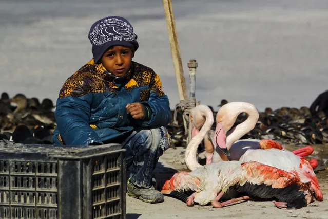 An Iraqi boy sits next to flamingo birds lined up for sale at a black market in the holy Shiite city of Najaf, on January 24, 2017. Flamingo birds, who find temporary residence in Iraq's everglades during winter, are becoming victims of illegal trade and hunting. They are sold for around 13 USD on the Iraqi black market. (Photo by Haidar Hamdani/AFP Photo)