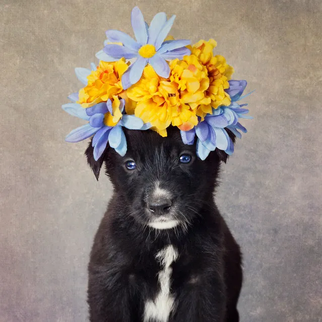 Faith and her siblings were abandoned in El Dorado, Arkansas and they are 10 week old Australian Shepherd mix, in Arkansas, United States. (Photo by Tammy Swarek/Barcroft Images)