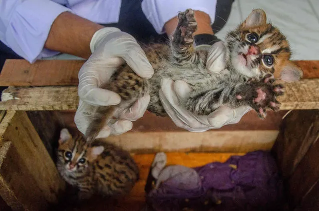 A veterinarian holds a kitten of Leopard cat (Prionailurus bengalensis) during a health observation after villagers found them in Pekanbaru, Riau province, on November 9, 2022. (Photo by Wahyudi/AFP Photo)