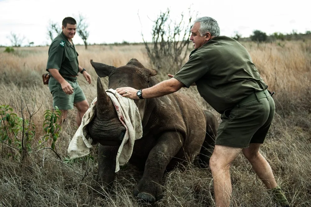 South African Rhinos Relocated to Escape Poachers
