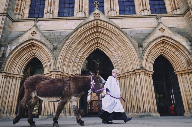 Xander Galloway-Gee, a member of the choir at Ripon Cathedral in North Yorkshire, UK leads Lily the Donkey to church for Eucharist as part of a Palm Sunday procession on April 13, 2025. (Phoot by James Glossop/Times Media Ltd)
