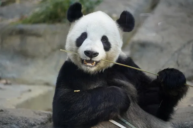 Male giant panda Ri Ri, father of baby panda Xiang Xiang, bites bamboo at a cage at Ueno Zoo in Tokyo, Monday, December 18, 2017. Ri Ri's baby panda has made a special appearance before Tokyo’s governor, a group of local schoolchildren and the media one day ahead of her official debut. (Photo by Shizuo Kambayashi/AP Photo)