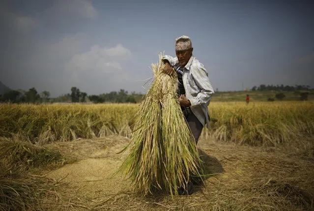 A farmer harvests rice on a field in Lalitpur October 30, 2014. (Photo by Navesh Chitrakar/Reuters)