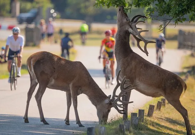 Hot morning in Richmond Park in London, UK on July 31, 2020 with deer, walkers and cyclists enjoying the traffic free park at the start of a day to reach 33 degrees. Vehicle access is restricted to only three car parks with no through traffic in the Royal Park, as a result the Red Deer mingle with cyclists on the roads and forage on roadside trees. (Photo by Malcolm Park/Alamy Live News)