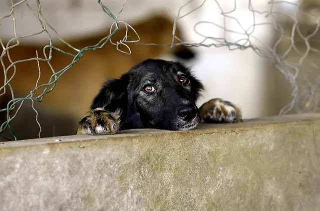 A dog peeks out of a hole in his cage at the Ethical Treatment of Animals “BETA” K9 shelter near Beirut. BETA has the only K9 shelter in Lebanon and it is the only one which has a no-kill policy in the Middle-East. (Photo by Joseph Eid/AFP Photo)