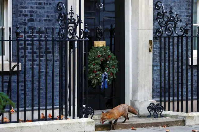 A fox walks outside Downing Street in London, Britain on December 6, 2022. (Photo by Peter Nicholls/Reuters)