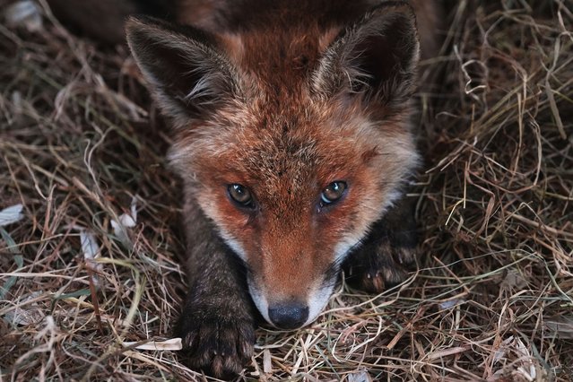 A fox rests in it's enclosure at the hospital for foxes run by The Fox Project near Tonbridge, England, Thursday, May 22, 2025. (Photo by Frank Augstein/AP Photo)