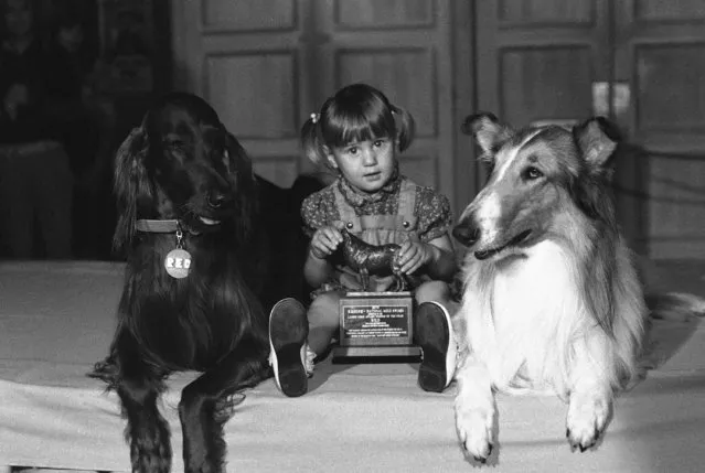 Margaret Ann Morris, 2, of St. Charles, Mo., sits with award presented by Lassie, the TV star, right, to Red, left, a 75-pound Irish setter, in New York, August 17, 1976. The award, sponsored by a pet products company, was given to Red for pulling Margaret Ann out of a flaming car by her coat collar in May 1975. (Photo by Dave Pickoff/AP Photo)