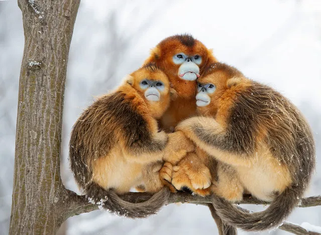 A golden huddle by Minqiang Lu, China. Two females and a male golden snub-nosed monkey huddle together to keep warm in the extreme cold. Threatened by forest loss and fragmentation, this endangered species is confined to central China. Restricted to living high up in the temperate forests, these monkeys – here in the Qinling mountains in Shaanxi province – feed mostly in the trees, on leaves, bark, buds and lichen. In heavy wind and snow, Minqiang walked up the mountain carrying his equipment. He stayed for half an hour in temperatures of –10C opposite the tree where the group was huddled before achieving this eye-level composition. (Photo by Minqiang Lu/Wildlife Photographer of the Year)