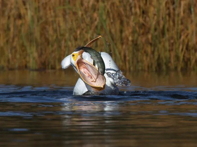 A great white pelican grabs a bite to eat in Sandy Wood Lake, northern California in the first decade of January 2023. (Photo by Solent News)