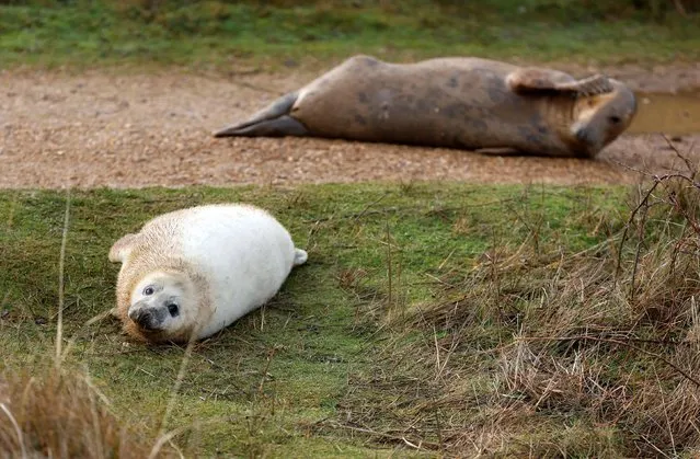 A grey seal pup and its mother are seen on Horsey Gap, near Horsey, on the Norfolk coast, Britain on January 6, 2023. (Photo by Andrew Couldridge/Reuters)