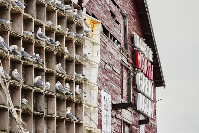 Seagulls sit in boxes of a so called Seagull Hotel at the harbour in Vardo, Norway, on July 3, 2025. (Photo by Tommi Ojala/AP Photo)