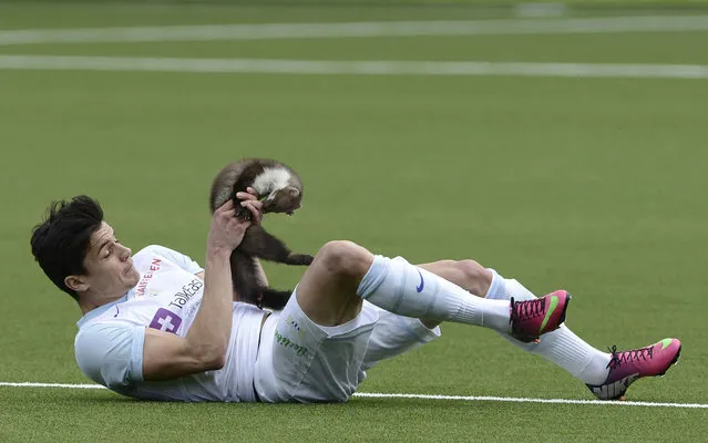 Zurich soccer player Loris Benito caught a marten during the Swiss Super League match between FC Thun and FC Zurich in the stadium in Thun, Switzerland, on March 10. The marten bit Benito. (Photo by Marcel Bieri/AP Photo/Keystone)