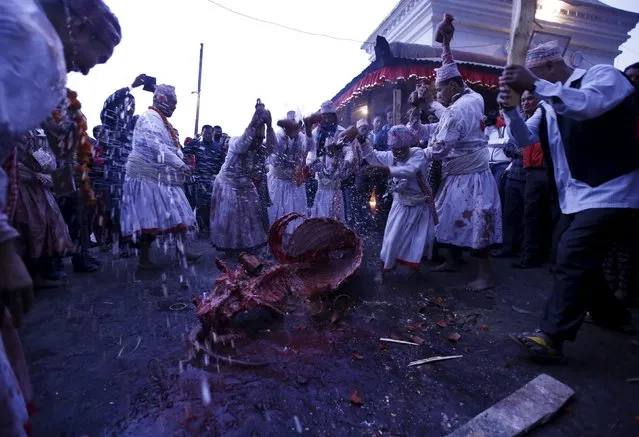 Priests covered in bloodstains perform rituals in front of a buffalo carcass during the sacrificial ceremony held to mark the "Dashain", Hinduism's biggest religious festival in Bhaktapur, Nepal October 22, 2015. (Photo by Navesh Chitrakar/Reuters)