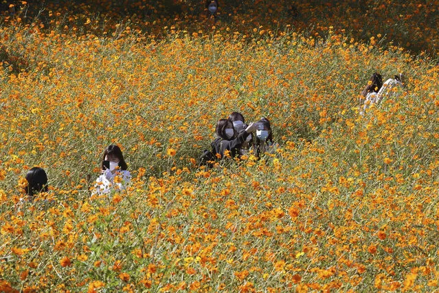 Women wearing face masks to help protect against the spread of the coronavirus take selfies in a field of cosmos flowers at Olympic Park in Seoul, South Korea, Monday, October 5, 2020. (Photo by Ahn Young-joon/AP Photo)
