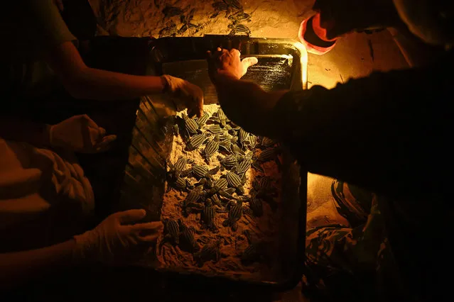 Members of the Thai Department of Marine and Coastal Resources gather emerging hatchlings of leatherback turtles prior to releasing them in the sea on Bang Khwan beach in the coastal Thai province of Phang Nga on February 20, 2023. Leatherback turtles, which are found to nest along the Andaman Sea coast, are the most migratory of all sea turtles with populations distributed around the world in the Atlantic, Pacific and Indian Oceans, and are listed as a vulnerable species by the International Union for Conservation of Nature (IUCN). (Photo by Lillian Suwanrumpha/AFP Photo)