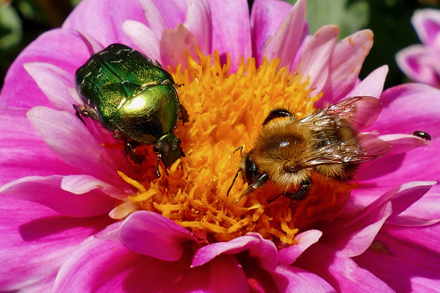 A Rose Chafer beetle shares a Dahlia flower with the bees on a sunny afternoon at Greys Court in Oxfordshire, UK on July 7, 2025. (Photo by Geoffrey Swaine/Rex Features/Shutterstock)