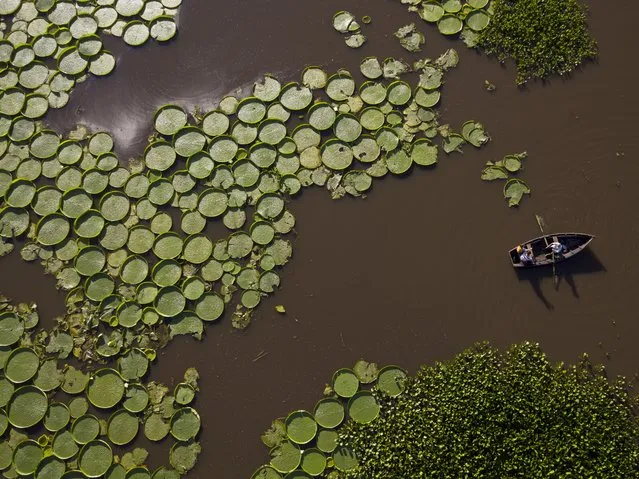Hundreds of Victoria Cruziana plants float over the Salado river water in Piquete Cue, near Limpio, on Asuncion's outskirts, Paraguay, Sunday, January 7, 2018. This water lily that grows  up to 2 meters wide, was according to locals believed to be extinct in the area. (Photo by Jorge Saenz/AP Photo)