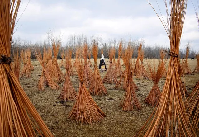 A Kashmiri woman walks past bundles of twigs that are used to make “Kangris”, traditional fire pots made of clay and twigs in which hot charcoal is kept, at a field in Shallabugh village in Ganderbal district, November 26, 2020. (Photo by Sanna Irshad Mattoo/Reuters)