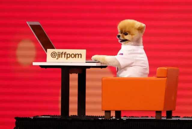 A dog with a laptop computer is wheeled on stage during a presentation at Facebook Inc's annual F8 developers conference in San Jose, California, U.S. May 1, 2018. (Photo by Stephen Lam/Reuters)