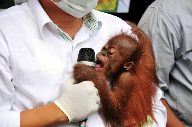 A police investigator carries a baby orangutan, after it was seized from a wildlife trafficking syndicate, at a police office in Pekanbaru, Riau province, in this November 9, 2015 picture taken by Antara Foto. (Photo by F.B. Anggoro/Reuters/Antara Foto)