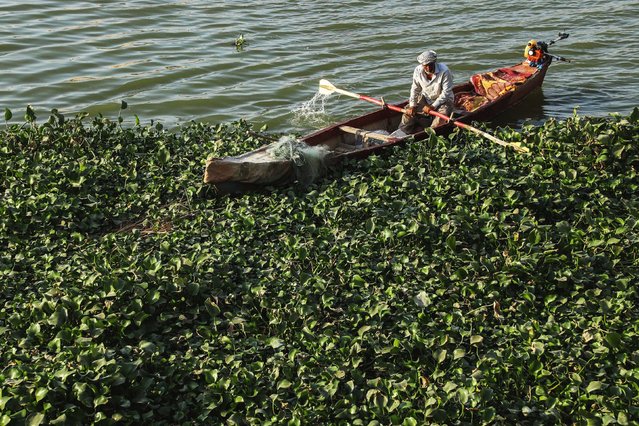A fisherman sits in his boat near swathes of water hyacinth, a water-consuming invasive bloom, in Nasiriyah, Iraq, on Tuesday, September 9, 2025. Iraq's Euphrates River is running at historically low levels as the drought-stricken country faces its worst water scarcity in living memory. (Photo by Asaad Niazi/AFP Photo)