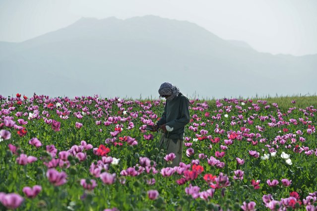 An Afghan farmer harvests opium from a poppy field on the outskirts of Faizabad district in Badakhshan province on May 12, 2025. (Photo by Omer Abrar/AFP Photo)