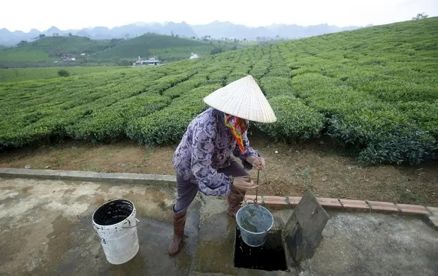 A farmer works on a tea farm which produces black tea for export in Moc Chau, northwest of Hanoi, Vietnam October 14, 2015. The communist nation is seen as one of the biggest winners from the Trans-Pacific Partnership, with a surge of investment expected into its $186-billion economy, especially in low-cost manufacturing. Vietnam has kept secret until now the details of what it negotiated. (Photo by Reuters/Kham)