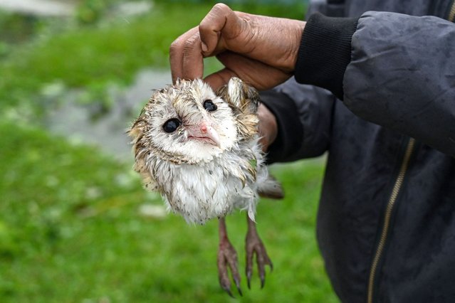 A local resident rescues a baby owl after Cyclone Mocha's crashed ashore, in Kyauktaw in Myanmar's Rakhine state on May 14, 2023. Cyclone Mocha crashed ashore in Myanmar and southeastern Bangladesh on May 14, 2023, uprooting trees, scattering flimsy homes in Rohingya displacement camps and bringing a storm surge into low-lying areas. (Photo by Jack Taylor/AFP Photo)