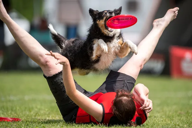 A participant and his dog compete in the freestyle event at a Dogfrisbee tournament on June 3, 2018 in Erftstadt, Germany. (Photo by Marius Becker/AFP Photo/DPA)