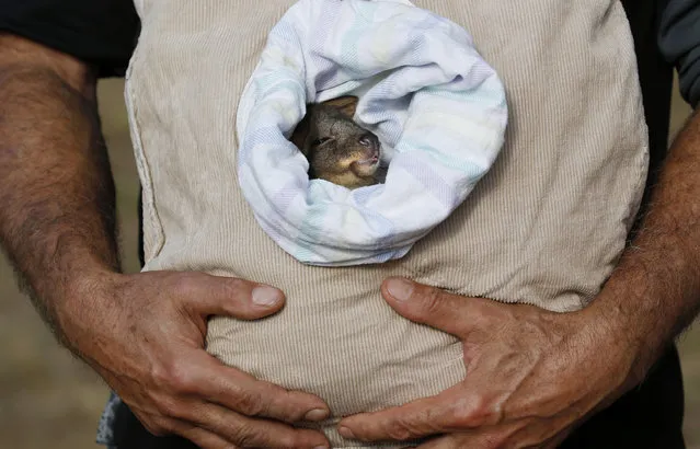 Una, a native pademelon or small wallaby, in a pouch and carried by a volunteer wildlife rehabilitator in Kayena, Tasmania, Australia, 27 January 2018. Una was found crying out for her dead mother to respond who was hit and killed by a car. At this age she is unable to survive in the wild on her own and still on four bottles per day mimicking her mother's supply of milk. Killed and maimed native animals litter the roadsides of Australia's southern state of Tasmania. It records among the highest rates of roadkill in the world with between 377,000 and 1.5 million animals killed per year. Research indicates if drivers would slow down, and official speed limits lowered at dusk and dawn in high density wildlife areas, tens of thousands of native animals would be saved. (Photo by Barbara Walton/EPA/EFE)