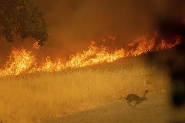 A rabbit flees as a wildfire burns in Guinda, Calif., Sunday July 1, 2018. Evacuations were ordered as dry, hot winds fueled a wildfire burning out of control Sunday in rural Northern California, sending a stream of smoke some 75 miles (120 kilometers) south into the San Francisco Bay Area. (Photo by Noah Berger/AP Photo)