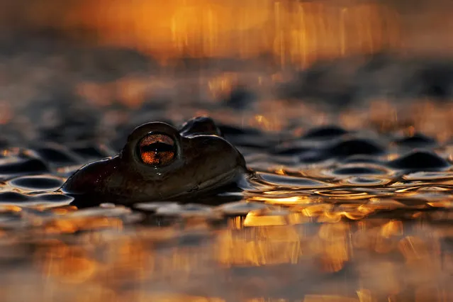 “Eye of a toad”. Animal Portraits, Łukasz Bożycki, Poland. Early spring sees a pond near Łukasz’s home city of Warsaw, Poland, full of mating frogs and a few toads. On this March day, Łukasz shared the pond with them for an evening, sitting in the icy water in his chest-high waders, keeping as still as possible, despite the numbing cold, so that the amphibians could get used to him. ‘I wanted to find a fresh way of portraying the amphibians,’ he says, ‘at water level.’ Using a telephoto lens, he focused on one lone toad and waited for the sun to dip almost below the horizon before pressing the shutter, using flash to bring out the details in the shadow. His prize was “the glorious pool of sunset colour” and fiery glow of the toad’s eye. Nikon D80 + 70-300mm f4.5-5.6 lens + extension tube; 1/125 sec at f9 (-2.3 e/v); ISO 100; built-in flash. (Photo by Łukasz Bożycki)