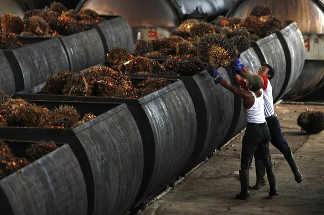 Workers loading palm oil fruits into containers on their way into processing plants at a palm oil factory in Malingping, Indonesia's Banten province in this August 9, 2010 file photo. A plan to triple Indonesia's biodiesel subsidy will provide some relief to Southeast Asia's beleaguered renewable fuel industry, but it is unlikely to boost demand significantly given the slump in the price of rival petroleum products. (Photo by Reuters/Beawiharta)