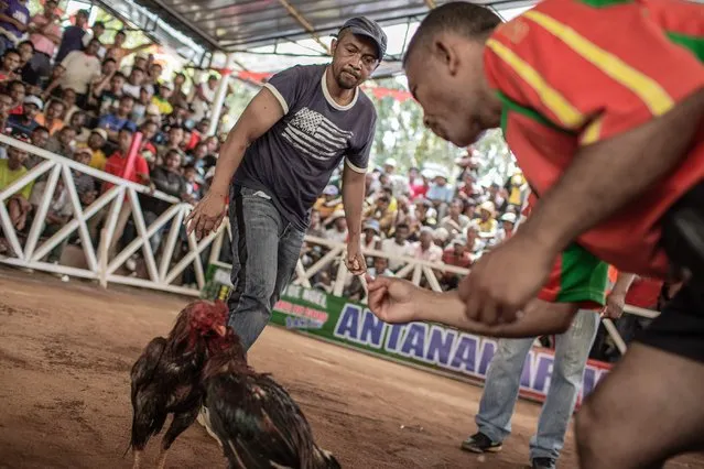 Jockeys and owners spur their roosters with water and shouting during a Cock fighting tournament on December 3, 2016 on the outskirts of Antananarivo. (Photo by Gianluigi Guercia/AFP Photo)