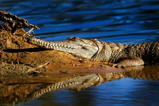 A freshwater crocodile on a sand bank, Lake Ellendale, Western Australia. (Photo by Paul Mayall/Alamy Stock Photo)