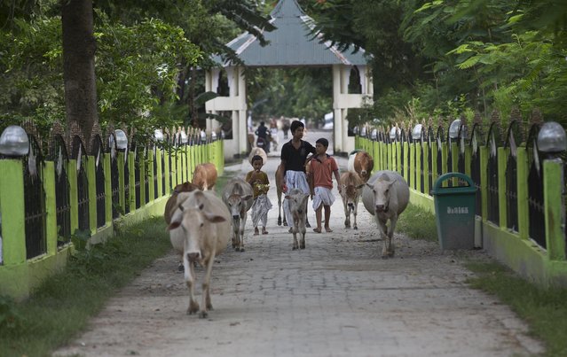 In this August 7, 2018 photo, young Hindu monks lead cattle at a Satra, or Vaishnavite monastery, in Majuli, in the northeastern Indian state of Assam. Majuli is said to be one of the largest river islands in the world, surrounded by the fast-moving waters of the massive, though braided, Brahmaputra river. The island, known as the cultural capital of Assam with its Hindu religious Vaishnavite monasteries, floods every year with water ripping its banks, inundating homes, claiming lives and lands. (Photo by Anupam Nath/AP Photo)