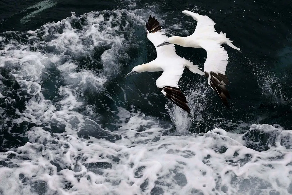 The Week in Pictures: Animals, October 19 – October 25, 2013