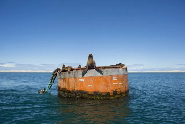 In this March 3, 2015 photo, a group of California sea lions rest on a large bouy in the San Ignacio lagoon, in the Pacific Ocean, near Guerrero Negro, in Mexico's Baja California peninsula. (Photo by Dario Lopez-Mills/AP Photo)