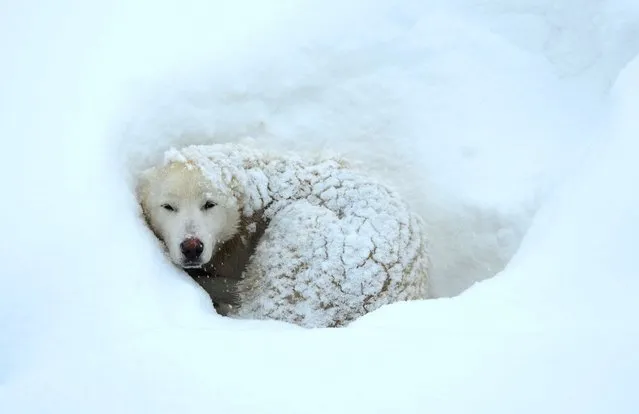 A dog is seen in Bitlis province of Turkey, January 27, 2016, as extreme winter conditions continue to hit Turkey. Roads were closed in at least 150 residential areas due to heavy snow and poor weather conditions. (Photo by Sener Toktas/Getty Images/Anadolu Agency)