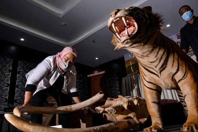 A nature conservation agency (BKSDA) officer displays a stuffed Sumatran tiger, an elephant skull, and its tusks during a training session for law enforcement agencies on wildlife crime in Banda Aceh on June 30, 2021. (Photo by Chaideer Mahyuddin/AFP Photo)