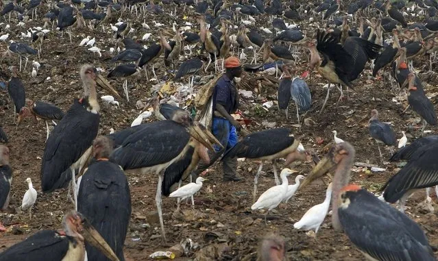A man whose livelihood depends on selling recyclable wastes collects trash from a dumping site as he surrounded by Marabou storks on the outskirt of Uganda's capital Kampala March 31, 2015. (Photo by James Akena/Reuters)