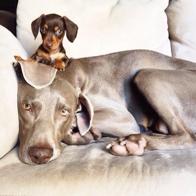Harlow and Indy