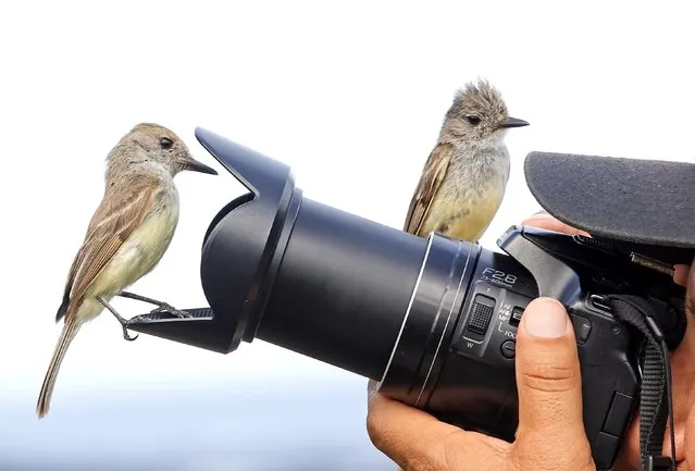 Two birds play havoc with the autofocus on Jean-Jacques Alcalay-Marcon’s camera on the Galapagos Islands in November 2023. (Photo by Brigitte Marcon-Alcalay/Solent News)