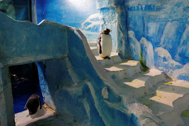 Gentoo penguins are seen in a zoo before a promotional event during an annual ice festival in the northern city of Harbin, Heilongjiang province, China January 6, 2019. (Photo by Tyrone Siu/Reuters)