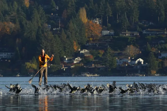 A paddle boarder on Lake Washington prompts a flock of birds to take off at Seward Park, Friday, November 17, 2023, in Seattle. (Photo by Lindsey Wasson/AP Photo)